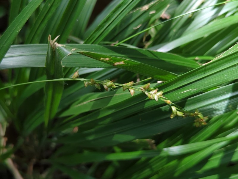 Obovate Beakgrain photo 6