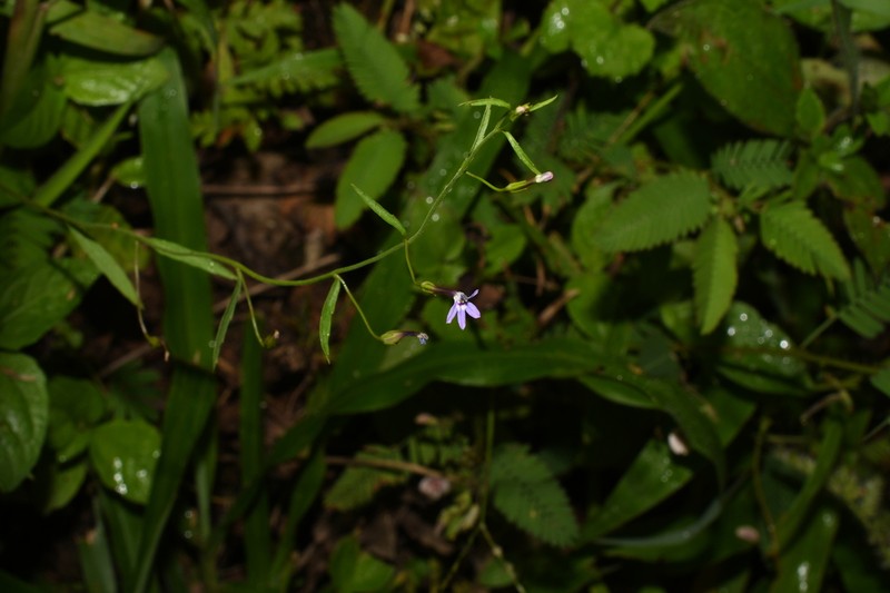 Diastatea aptera