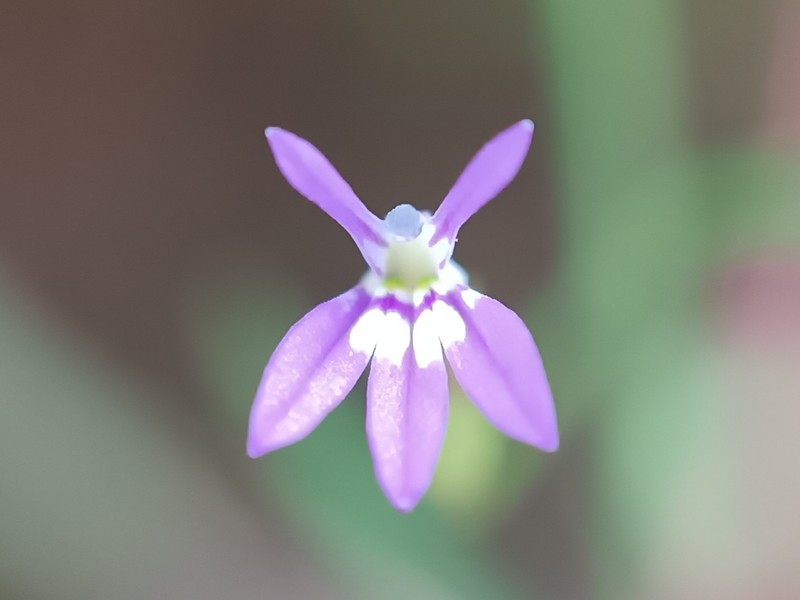 Diastatea aptera photo 2