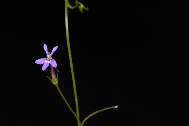 Diastatea aptera photo 3