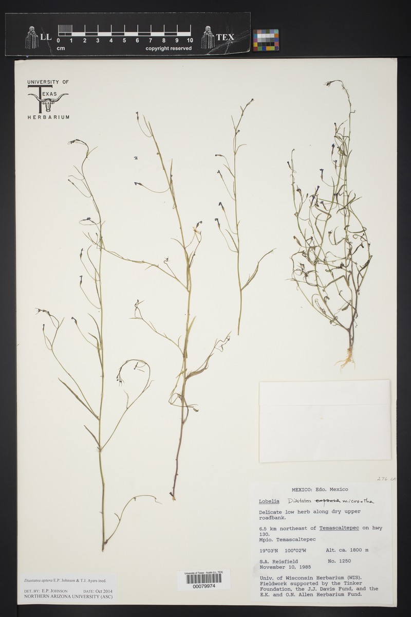 Diastatea aptera photo 4
