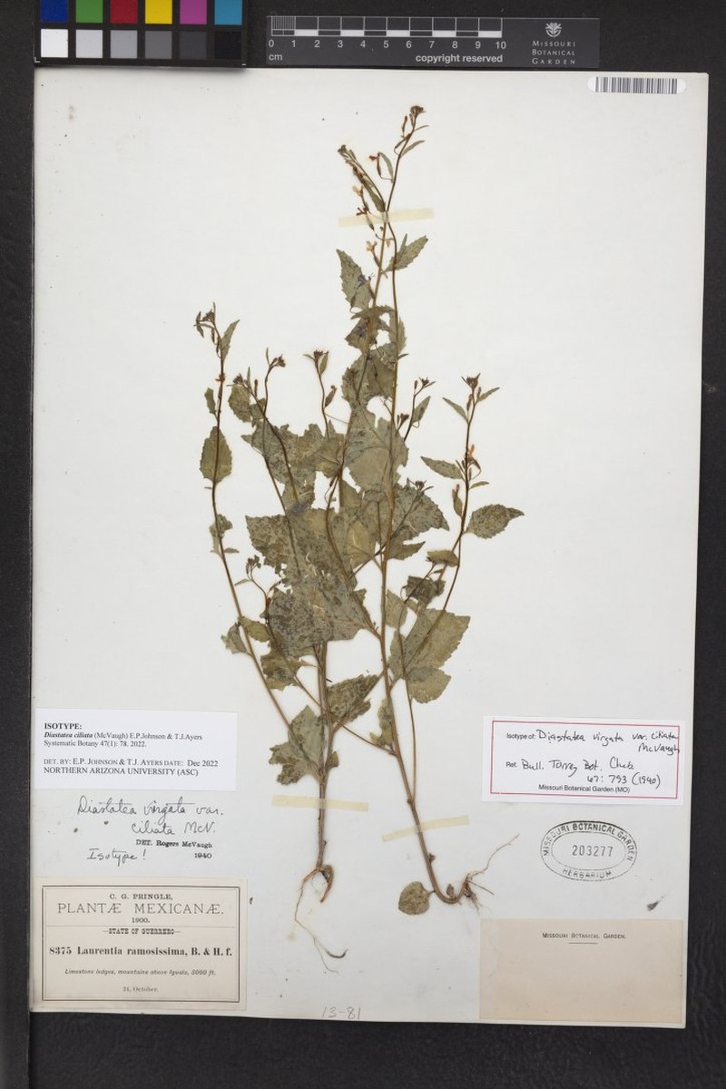 Diastatea ciliata