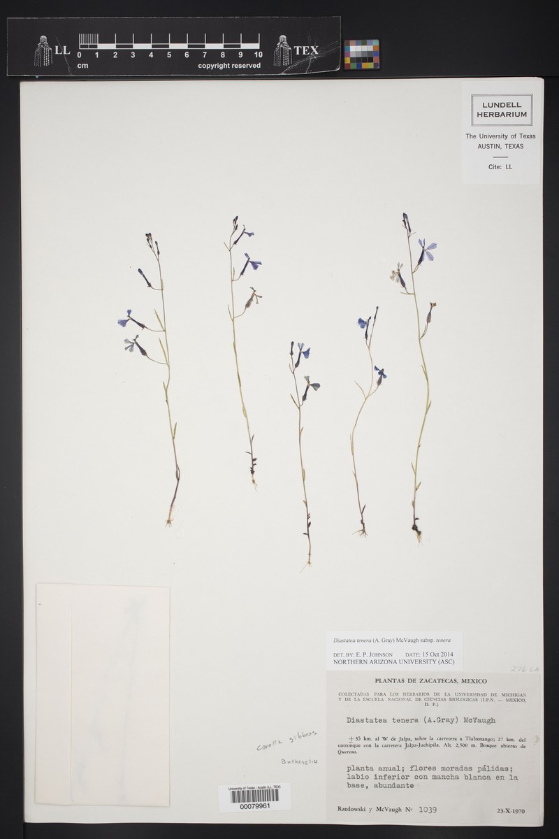 Diastatea tenera subsp. tenera