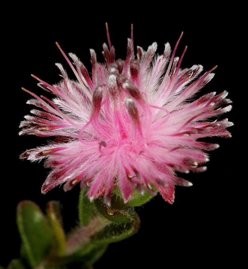 Diastella divaricata subsp. divaricata