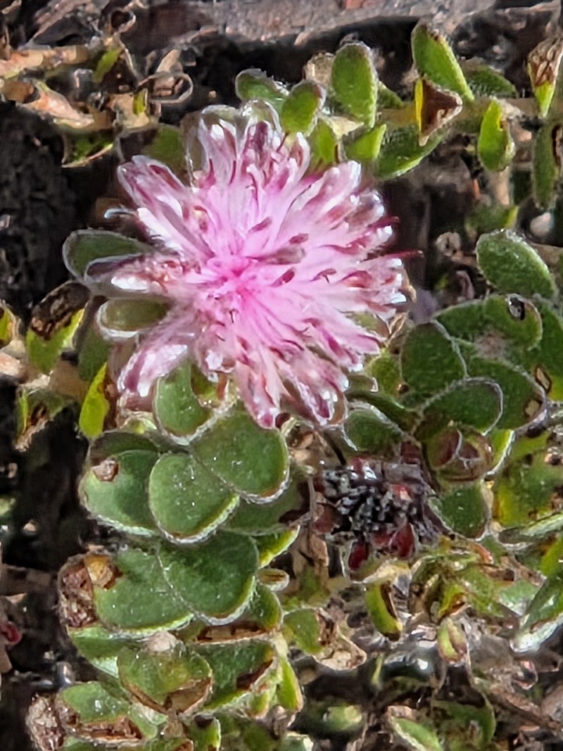 Diastella divaricata subsp. divaricata photo 2