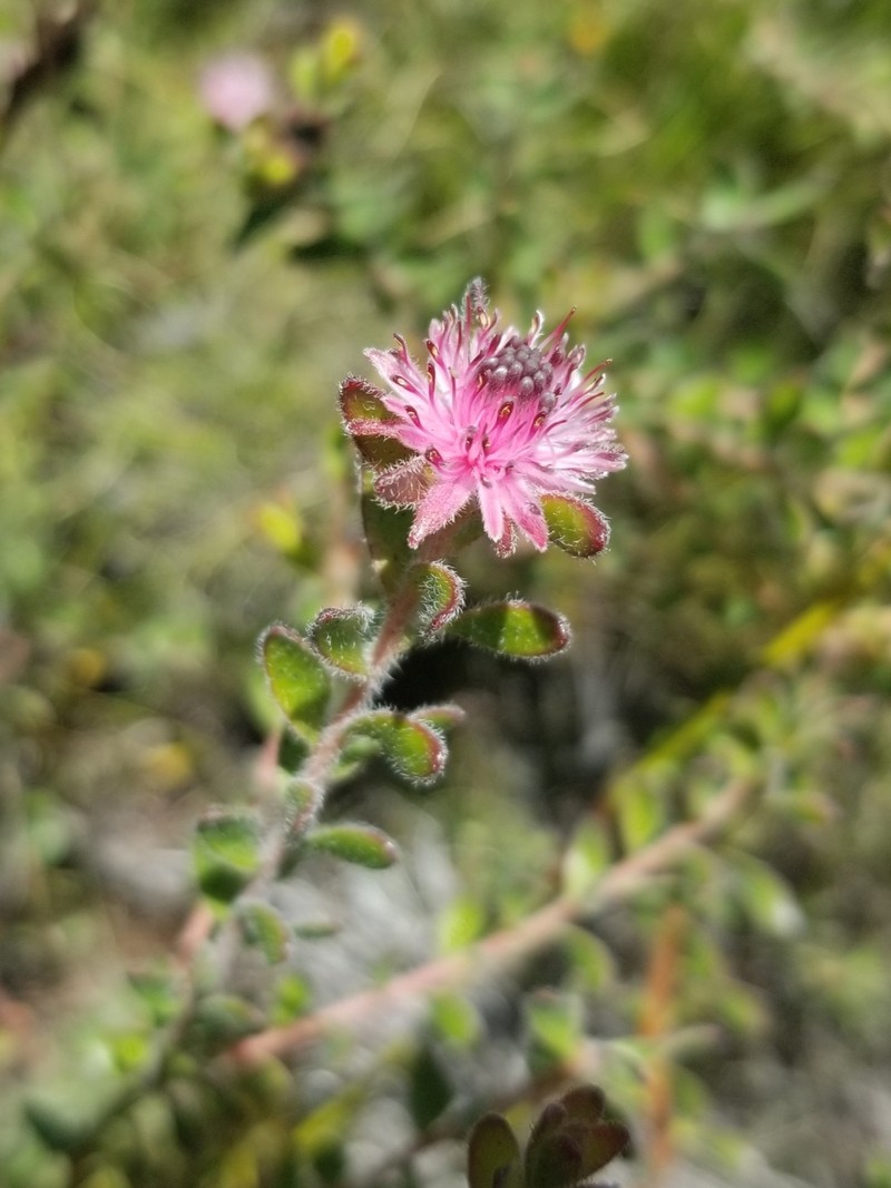 Diastella divaricata subsp. divaricata photo 3
