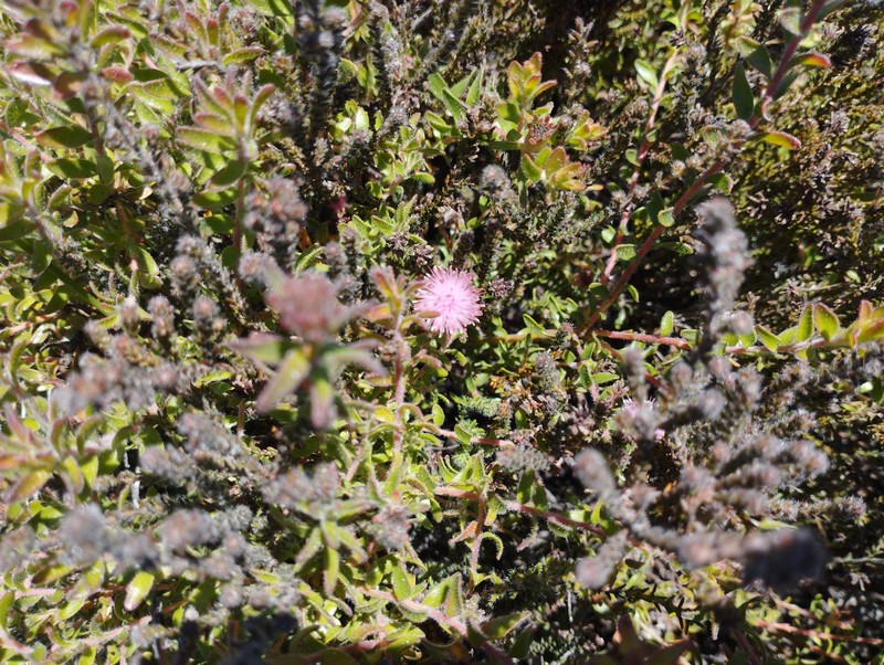Diastella divaricata subsp. divaricata photo 4