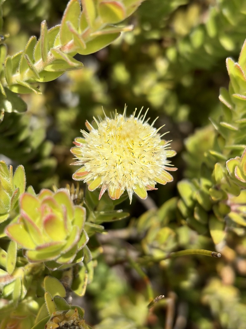 Diastella thymelaeoides subsp. thymelaeoides