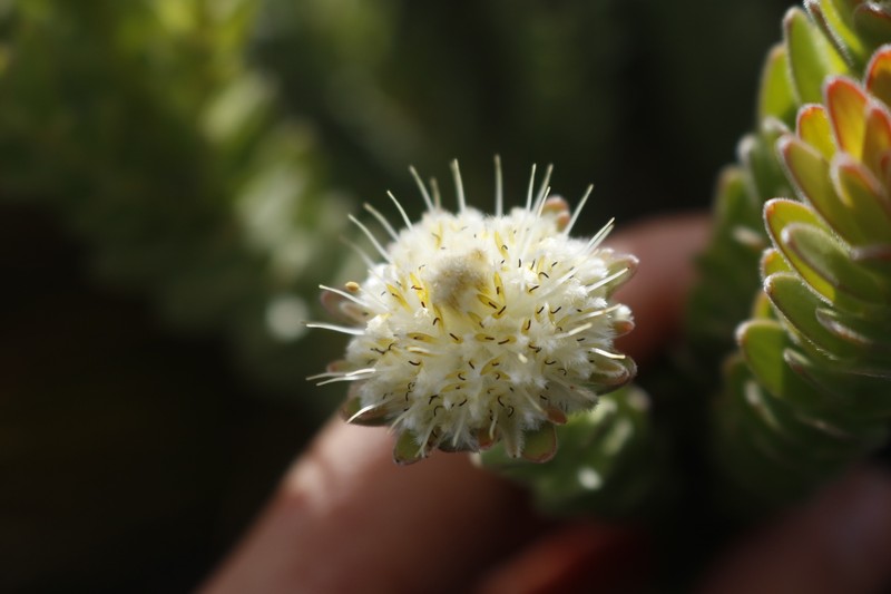 Diastella thymelaeoides subsp. thymelaeoides photo 2
