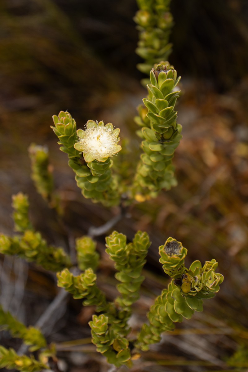 Diastella thymelaeoides subsp. thymelaeoides photo 3