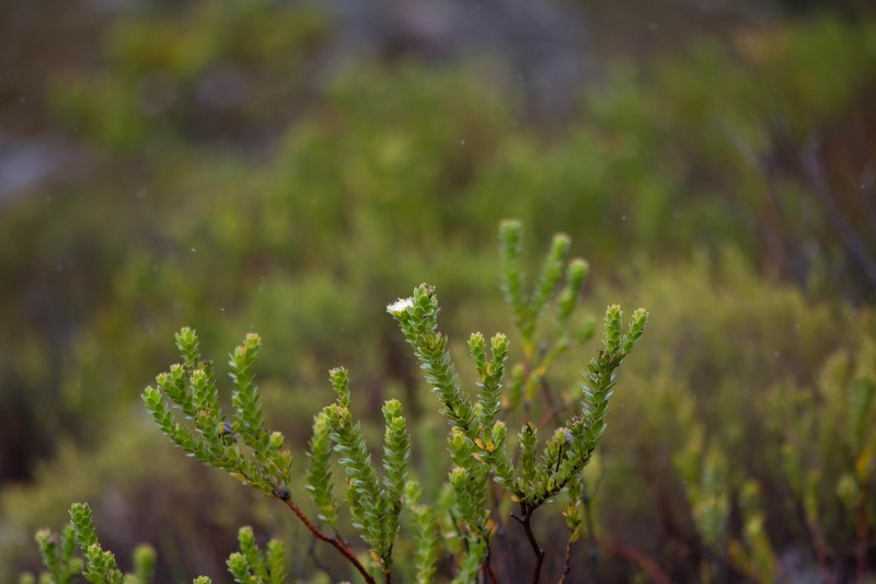 Diastella thymelaeoides subsp. thymelaeoides photo 4