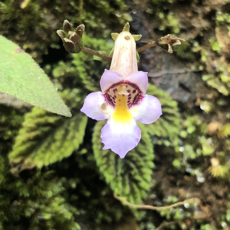 Diastema fimbratilobum