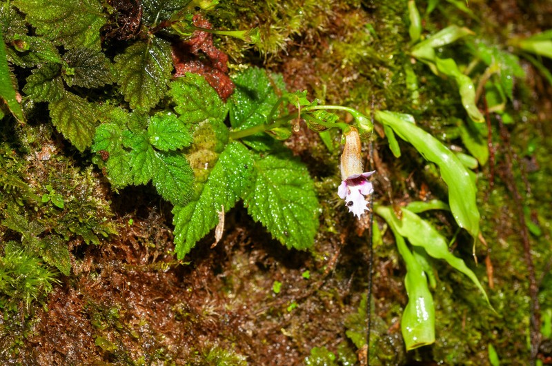 Diastema fimbratilobum photo 3