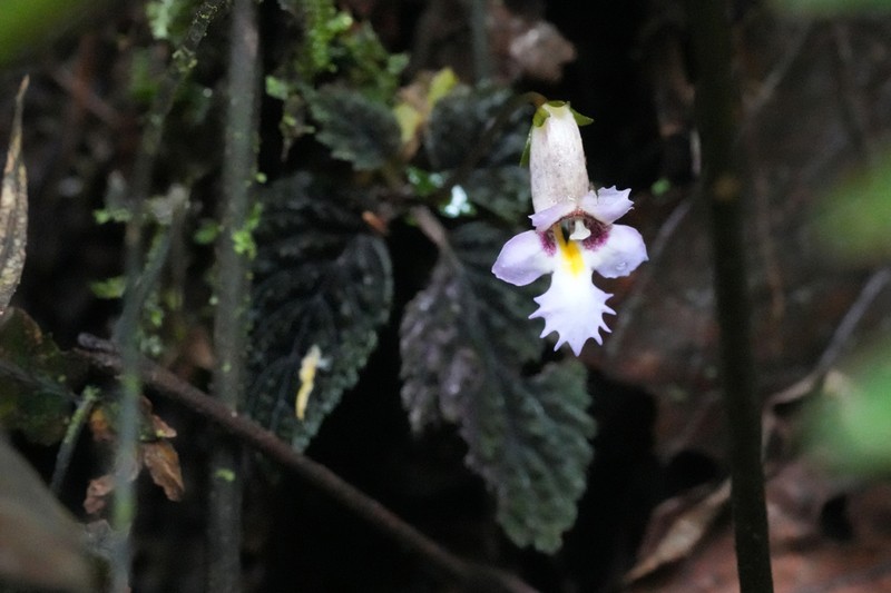 Diastema fimbratilobum photo 4