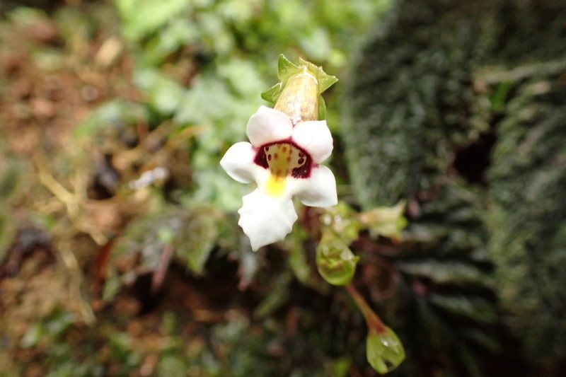 Diastema fimbratilobum photo 6