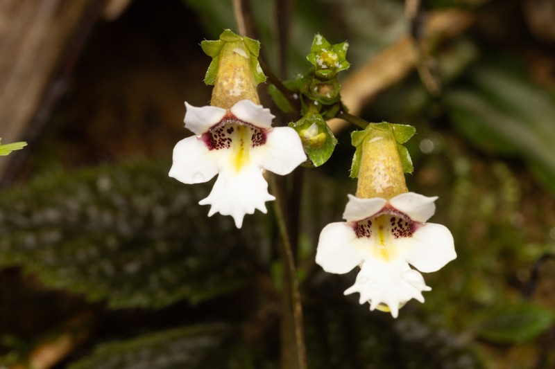 Diastema fimbratilobum photo 7