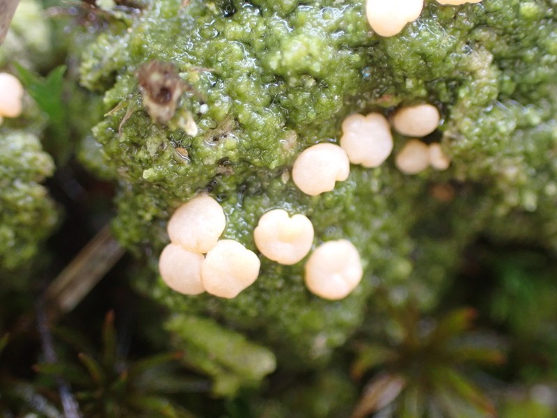 Dibaeis absoluta