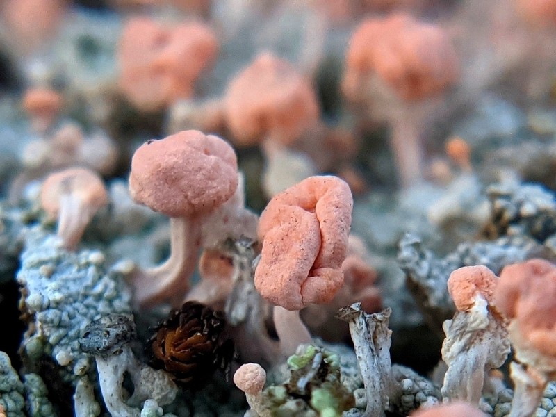 Dibaeis baeomyces