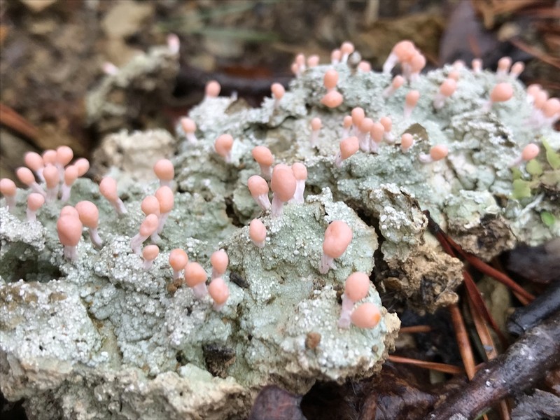 Dibaeis baeomyces photo 2
