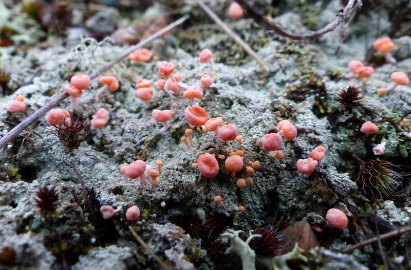 Dibaeis baeomyces photo 3