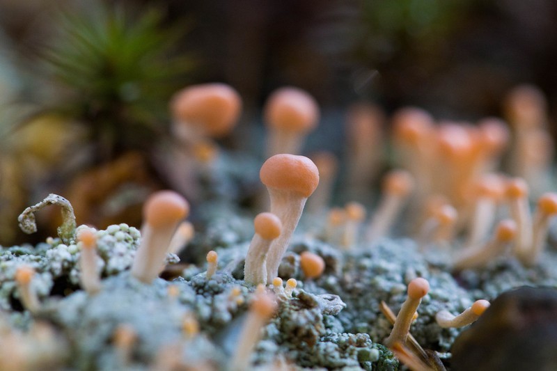 Dibaeis baeomyces photo 4