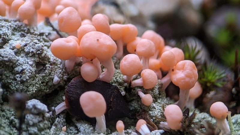 Dibaeis baeomyces photo 5