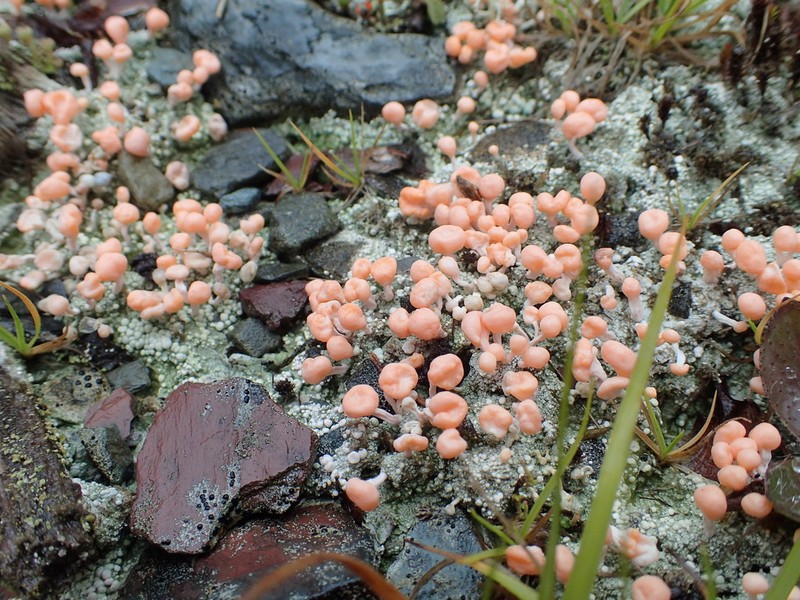 Dibaeis baeomyces photo 8