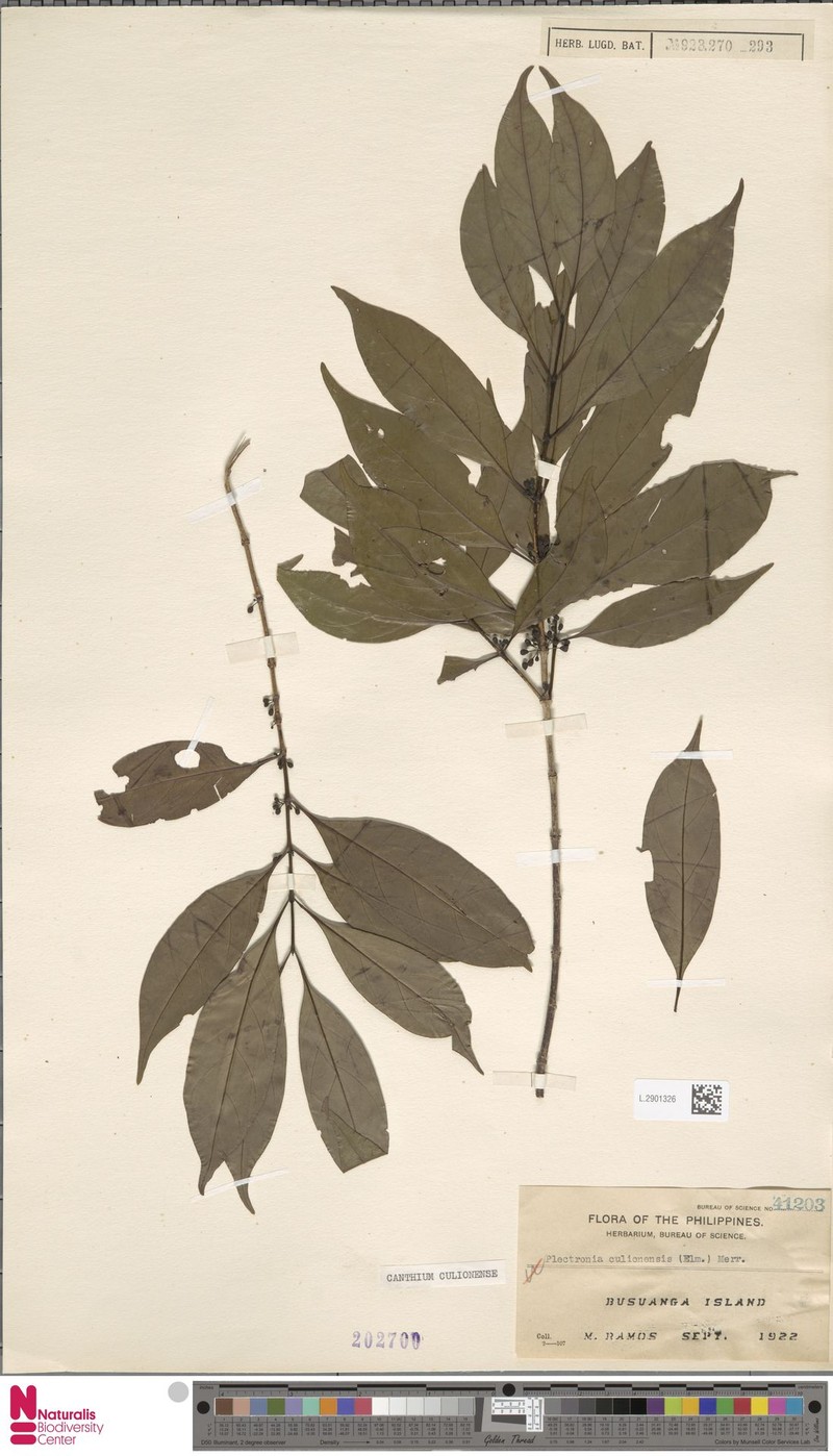 Dibridsonia culionensis