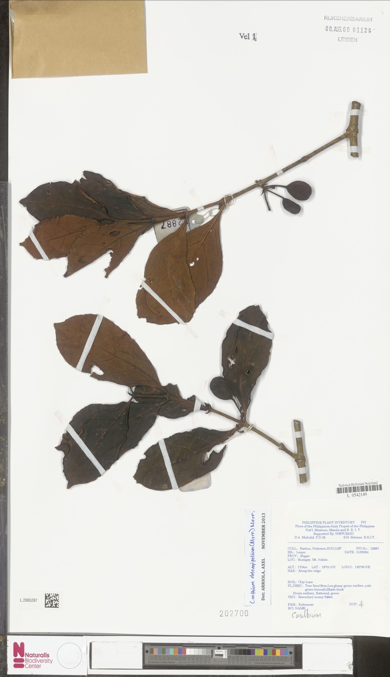 Dibridsonia oblongifolia