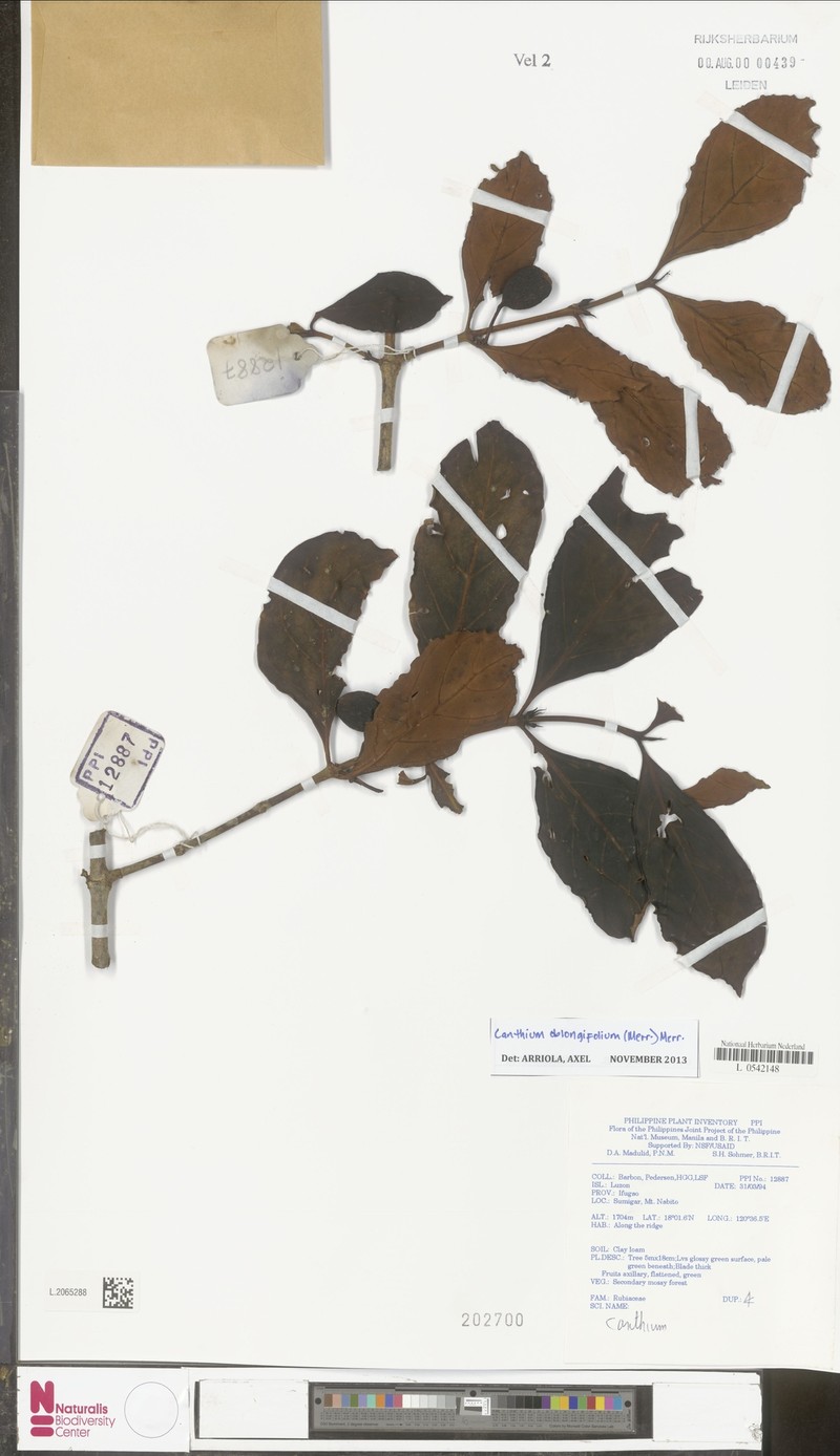 Dibridsonia oblongifolia photo 2
