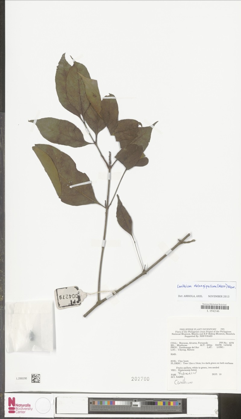 Dibridsonia oblongifolia photo 3