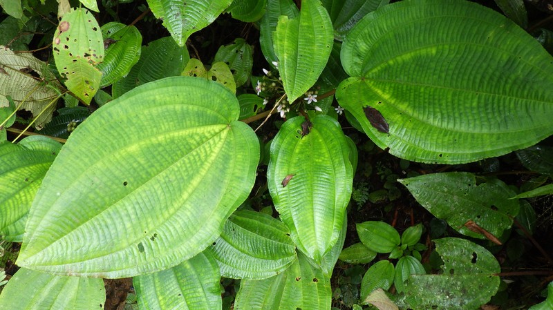 Dicellandra barteri var. barteri