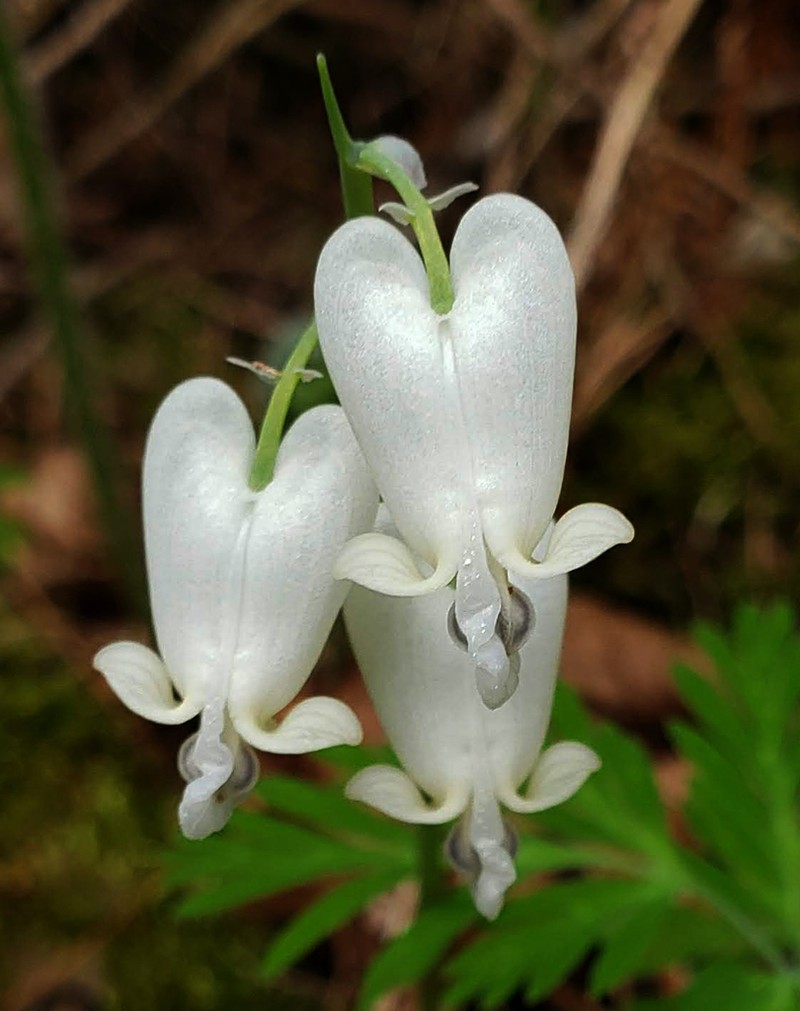Squirrel Corn photo 2