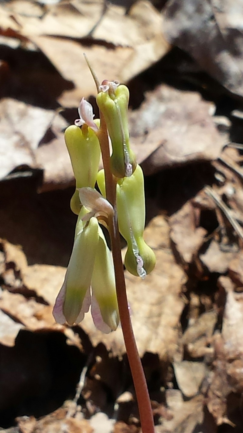 Squirrel Corn photo 3