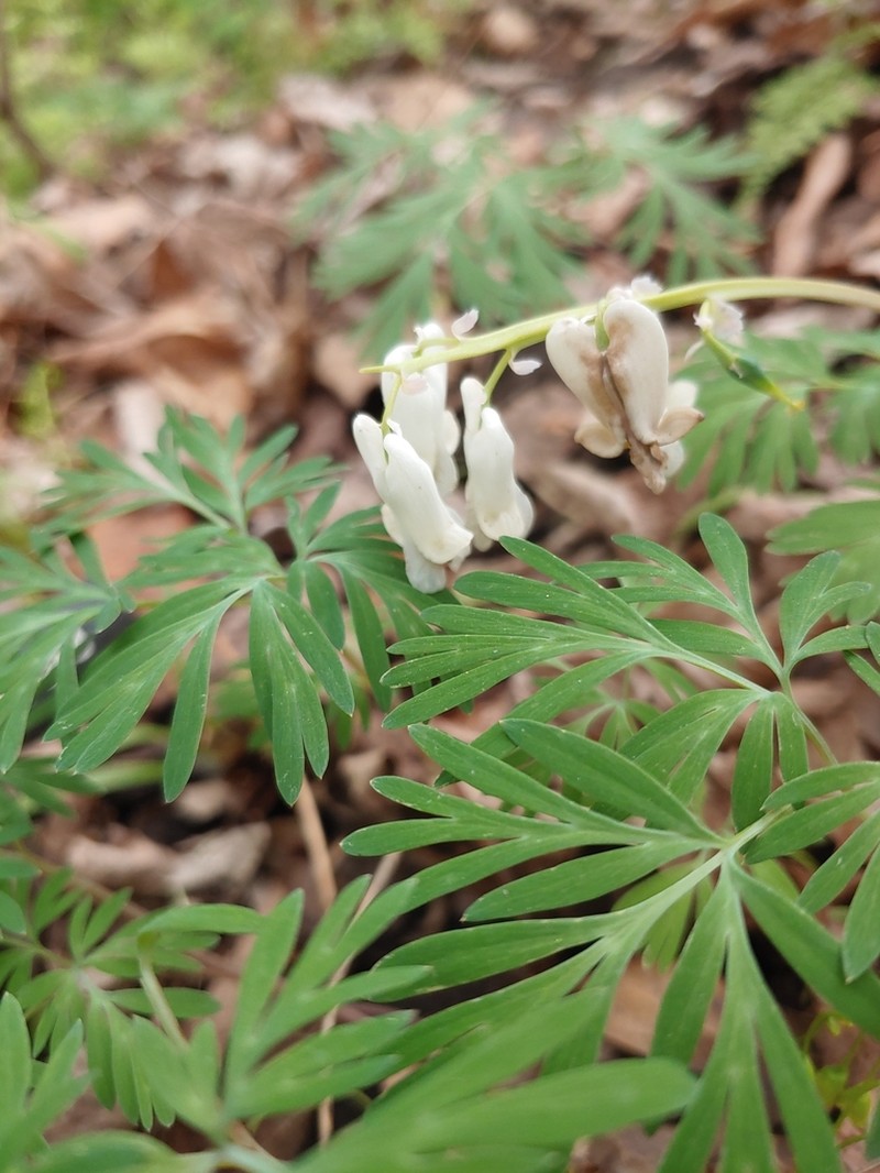 Squirrel Corn photo 4
