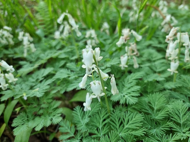 Squirrel Corn photo 6