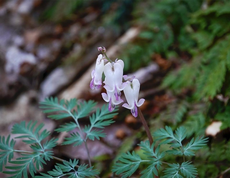 Squirrel Corn photo 7
