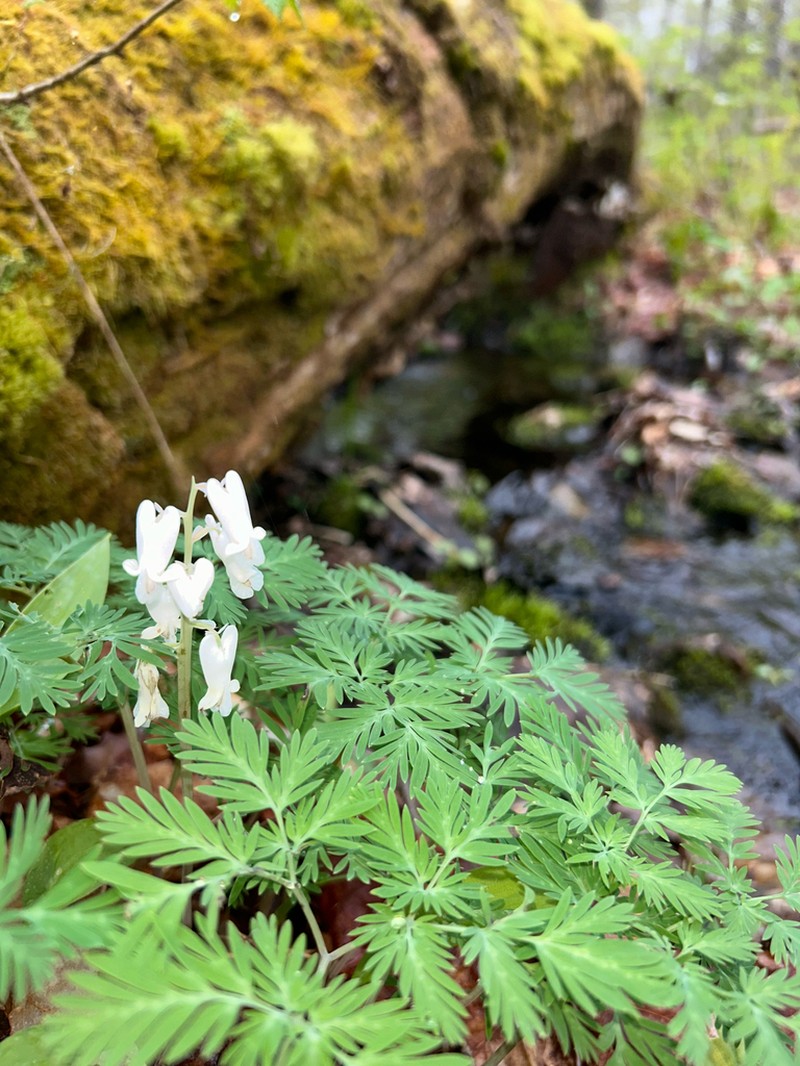 Squirrel Corn photo 8