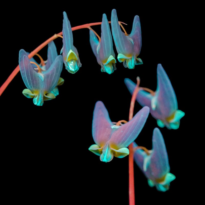Dutchman's Breeches