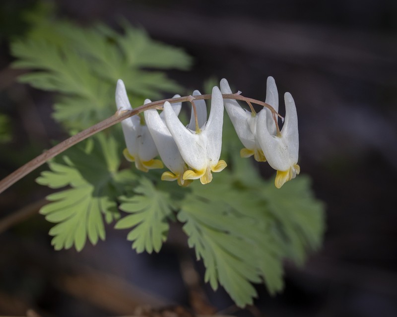Dutchman's Breeches photo 3