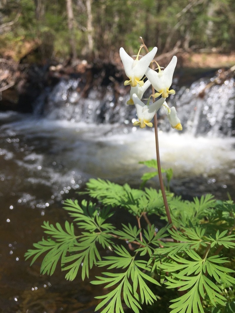 Dutchman's Breeches photo 4