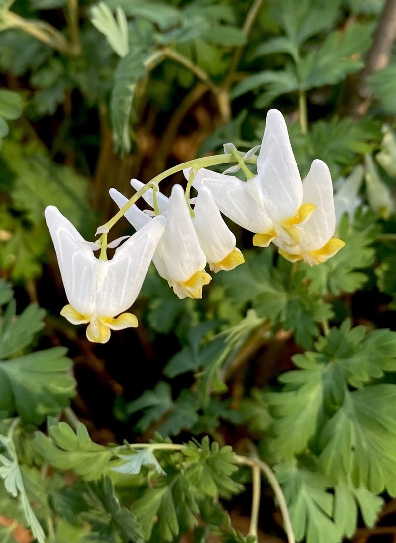 Dutchman's Breeches photo 5