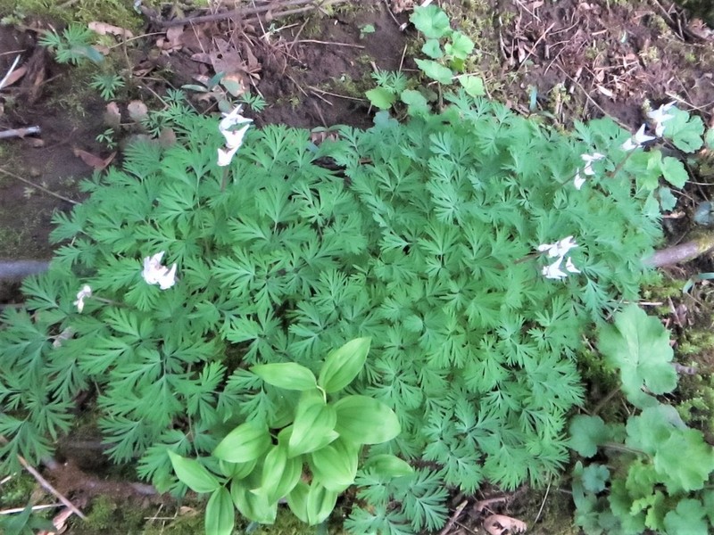 Dutchman's Breeches photo 6