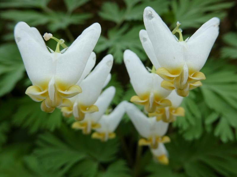 Dutchman's Breeches photo 7