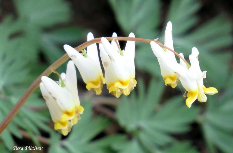 Dutchman's Breeches photo 8