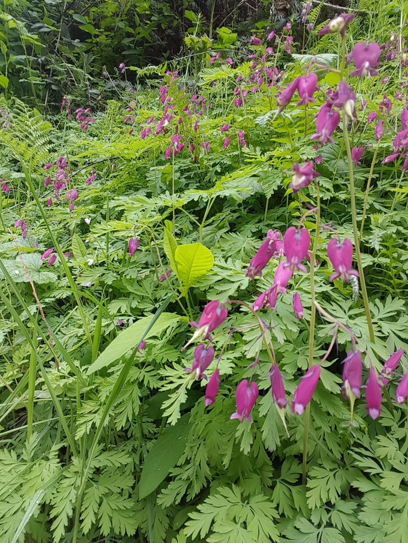 Pacific Bleeding Heart