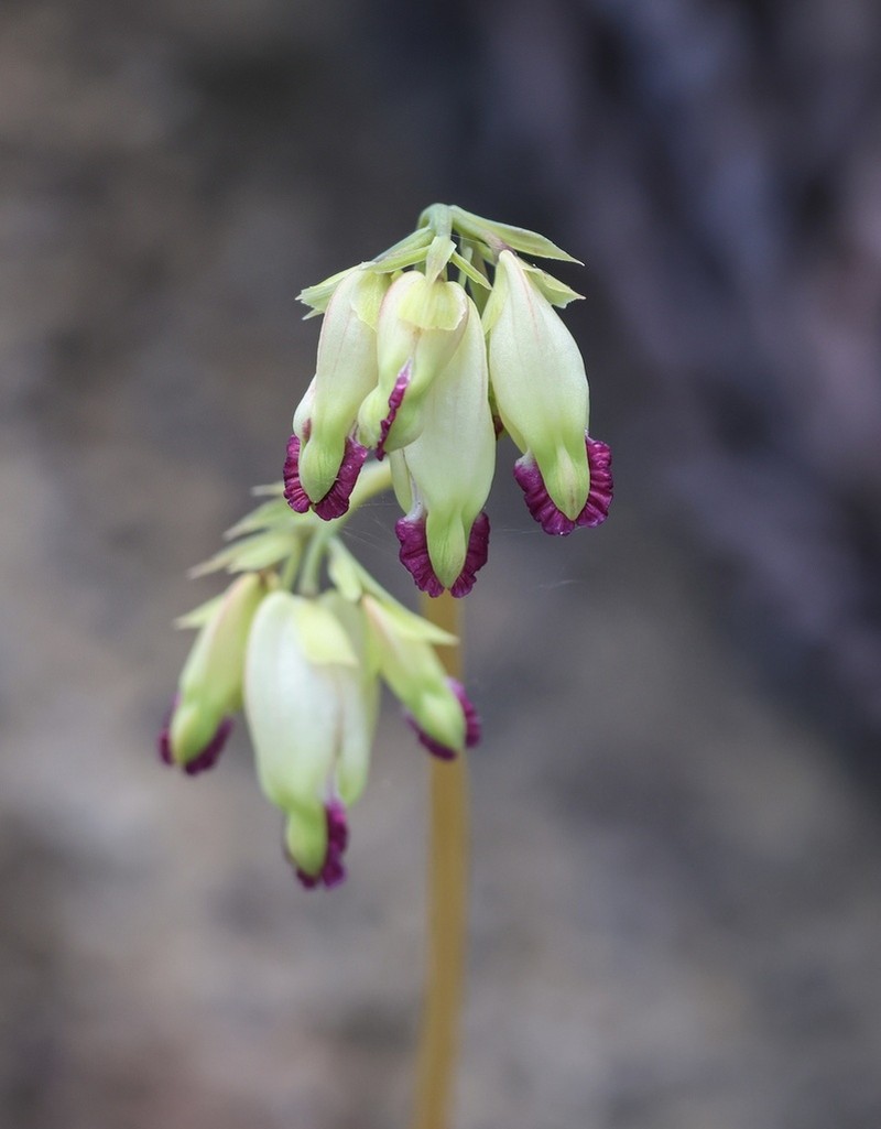 Pacific Bleeding Heart photo 2