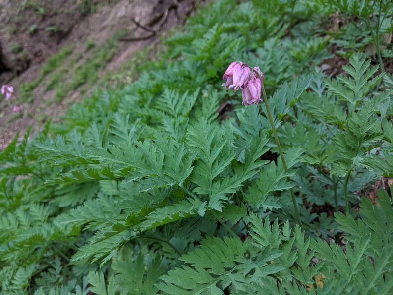 Pacific Bleeding Heart photo 3