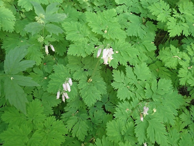 Pacific Bleeding Heart photo 4