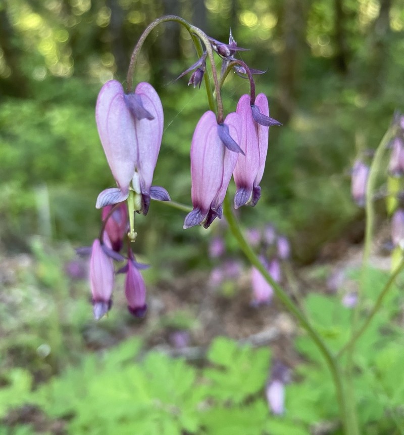 Pacific Bleeding Heart photo 5